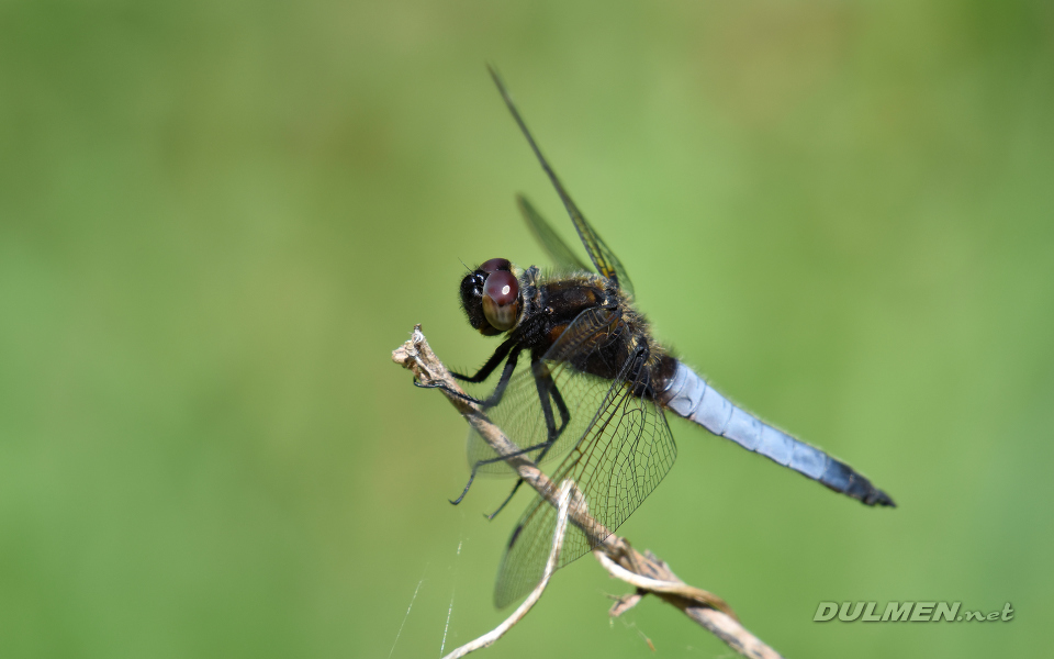 Blue Chaser (male, Libellula fulva)